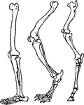 The part of the limb upon which an animal stands when resting. A comparison of the foot in various animals brings out many interesting modifications.