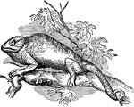 "A genus of saurian reptiles, constituting a distinct family, of very peculiar form and structure, and on various accounts highly interesting. The body is much compressed; the dorsal line sharp, in some of the species rising into an elevated crest; the back of the head is also elevated into a sort of cone. The neck is very short, and does not admit of the head being turned, for which, however, compensation is found in the remarkable powers of motion possessed by the large prominent eyes, which move independently of one another, and are covered with a membrane pierced only with a small hole for the pupil to look through." &mdash; Chambers, 1881