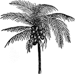 "Crown of Coconut Palm, with Fruit." &mdash; Chambers, 1881