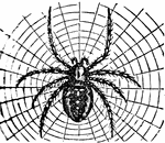 "A genus of spiders, the type of a family called Epeirdae. They are of those spiders which have only a pair of pulmonary sacs and spiracles; construct webs with regular meshes, formed by concentric circles and straight radii; and are furnished with a pair of almost contiguous eyes on each side; other four eyes forming a quadrangle in the center." &mdash; Chambers, 1881