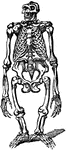 The skeletal structure of a gorilla.