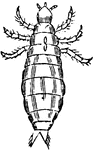 "A genus of insects, the type of a very numerous family, which forms the order Parasita or Auoplura. The body is flattened, almost transparent; the segments both of the thorax and abdomen very distinct; the mouth is small and tubular, enclosing a sucker; there are no wings; the legs are short, and are terminated by a claw adapted for taking hold of hairs or feathers. The eyes are simple, one or two on each side of the head. All the species are small, and live parasitically, on human beings, terrestrial mammalia, and birds." &mdash; Chambers, 1881