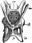 "The pelvis of the Echidna; sa, sacrum; il, illum; is, ischium; p, pubis; m, marsupial bone." &mdash; Chambers, 1881