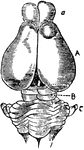 "The size of the hemispheres of the brain (A) is so small that they leave exposed the olfactory ganglion (a), the cerebellum (C), and more or less of the optic lobes (B), and they are but partially connected together by the 'fornix' and 'anterior commissure,' the great cerebral commissure known as the 'corpus callosum' being absent." &mdash; Chambers, 1881
