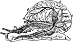 "Anatomy of the Snail: a, the mouth; bb, foot; c, anus; dd, lung; e, stomach, covered above by the salivary glands; ff, intestine; g, liver; h, heart; i, aorta; j, gastric artery; l, hepatic artery; k, artery of the foot; mm, abdominal cavity, supplying the place of a cenous sinus; nn, irregular canal in communication with the abdominal cavaty, and carrying the blood to the lung; oo, vessel carrying the blood from the lung to the heart." &mdash; Chambers, 1881