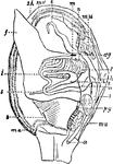 "Anatomy of an Acephalous Mollusc (Mactra): s, stomach; ii, intestine; ag, anterior ganglions; pg, posterior ganglions; mn, muscles; a, anus; h, heart; l, liver; f, foot; sh, shell; ma, mantle; b, branchiae; t, tentacula; r, oral, or respiratory syphon; t, anal syphon." &mdash; Chambers, 1881