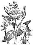 "Evening Primrose: a, flower divested of calyx and corolla, to show the parts or fructification; b, tuberous root." &mdash; Chambers, 1881