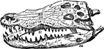 The skull of a crocodile with visible teeth.