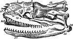 The skull of a serpent with visible teeth.