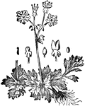"A genus of plants of the natural order Saxifrangeae. This order has a calyx, usually of five sepals more or less cohering at the base; a corolla usually of five sepals more or less cohering at the base; a corolla usually of five perigynous petals, alternate with the sepals, rarely wanting; perigynous stamens; a hypogynous or perigynous disc; an overy, usually of two carpels, cohering more or less by their face, but diverging at the apex." &mdash; Chambers, 1881