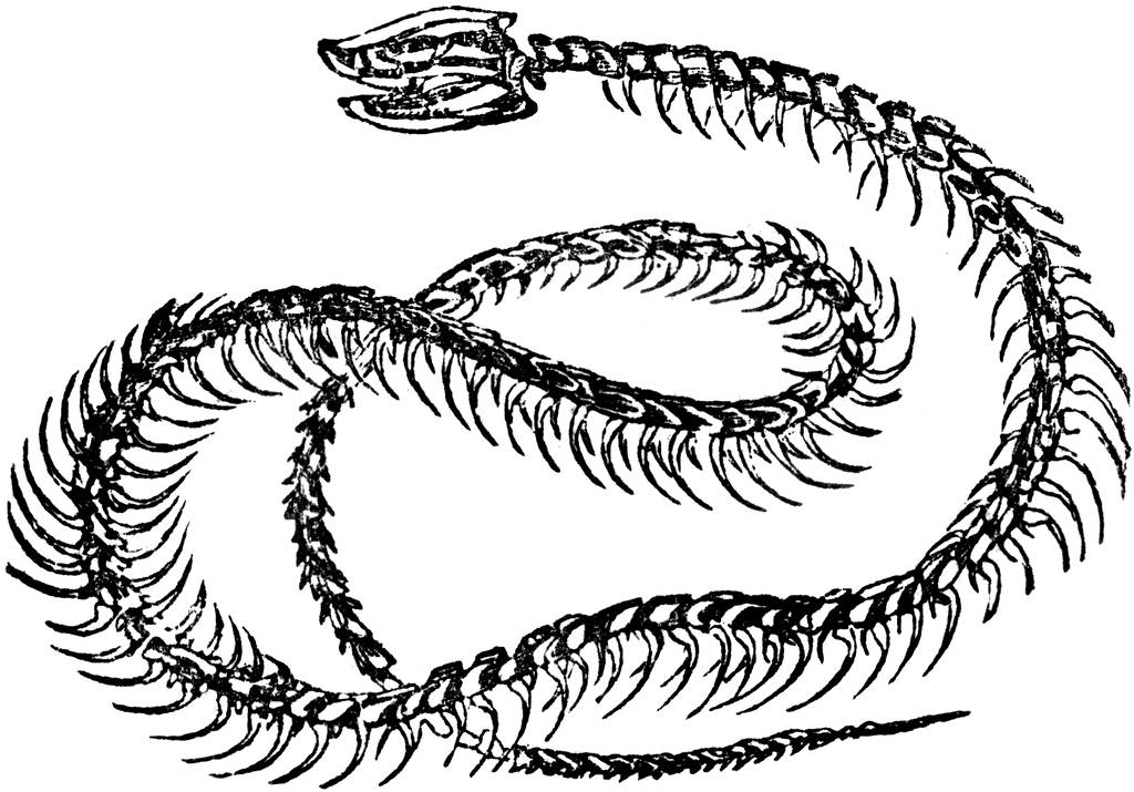 Rattlesnake Skeleton | ClipArt ETC