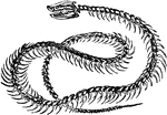 "The vertebre of serpents are so formed as to admit a great pliancy of the body, which is capable of being coiled up, with the head in the center of the coil, and some serpents have the power of throwing themselves to some distance from this coiled position." &mdash; Chambers, 1881