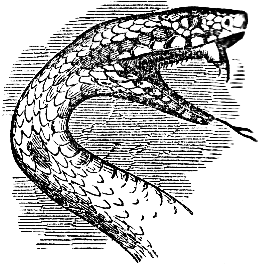 Сердце змеи решетка. Голова змеи рисунок. Голова змеи вид сбоку. Голова змеи Геншин. Голова змеи сверху.