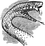"The prey of a serpent is oven thicker than the serpent itself, and to admit of its being swallowed, the throat and body are very dilatable. The bones of the head are adapted to the necessity of a great expansion of the mouth and dilation of the throat." &mdash; Chambers, 1881