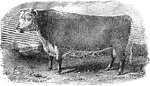 A widely-used breed of cattle for beef production.