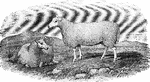 A breed of white faced sheep used for wool and meat.