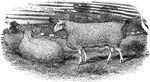 "The Leicesters are the most important sheep to the country. They are more widely diffused in the kingdom than any of their congeners. Although, from the altered taste of the community, their mutton is less esteemed than formerly, they still constitute the staple breed of the midland counties of England. Leicester rams are also more in demand then ever for crossing with other breeds." — Encyclopedia Britanica, 1893