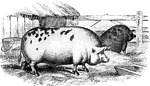 "A tall, gaunt hog with a very long body, pendent ears and a thick covering of bristles." &mdash; Encyclopedia Britanica, 1893