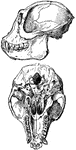 The side view and base of the skull of an ape.