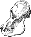 "The side view of the skull of an adult Orang" &mdash; Encyclopedia Britanica, 1893