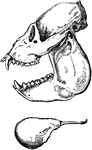 "Side views of skull and hyoid bone of Howling Money." &mdash; Encyclopedia Britanica, 1893