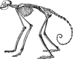 "Skeleton of the Ateles Beleebuth." &mdash; Encyclopedia Britanica, 1893