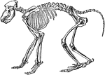 "The skeleton of the Chacma Baboon." &mdash; Encyclopedia Britanica, 1893