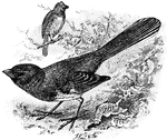 A large bird with rounded short wings, long round tail, and large strong feet.
