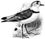 A small ring necked plover of North America. It is of a pale gray color above and white below, with a narrow black frontlet and necklace, and the bill black, and orange at the base.
