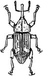 A small beetle.