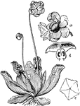 The pitcher plant traps and digests insects in cavities known as a pitfall trap.