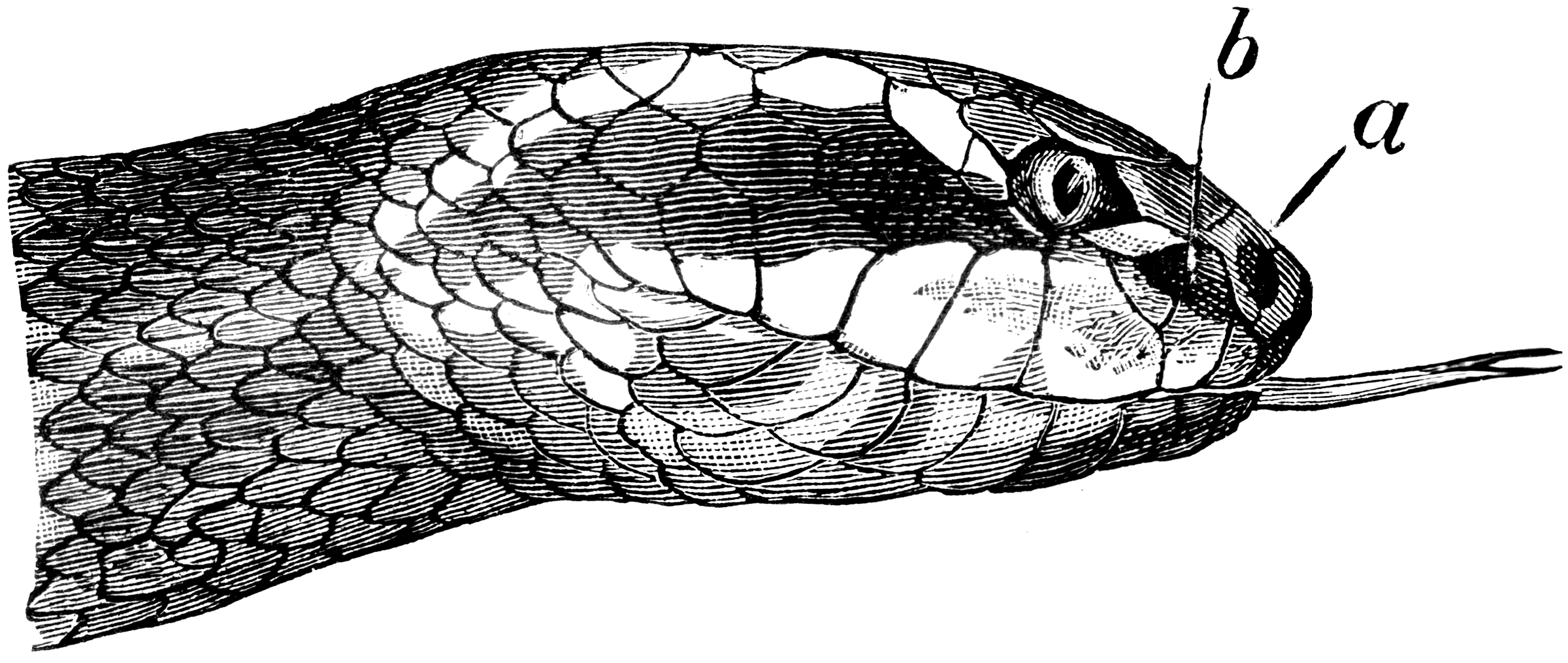 Сколько было голов змея. Голова змеи. Голова змеи рисунок. Голова змеи сверху. Голова змеи сверху рисунок.