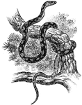 A serpent having carinate scales.