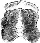 A shell resembling a saddle.