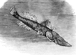 A fish with a broad flat skull, deformed from synosteosis of frontal and parietal bones.