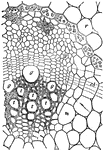 "Transverse section of an open fibro-vascular bundle. c, cambium; cb, continuation of cambium between the fibro-vascular bundles; g, large pitted vessels; t, smaller pitted vessels and spiral vessels intermixed with wood-cells; y, inner phloem layers; bm bast fibers; m is the parenchyma of the pith; r, is the cortical parenchyma. Immediately external to the bark lies the bundle sheath of cells filled with starch." &mdash; Encyclopedia Britanica, 1893