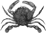 A broad flat crab with small pinchers.
