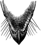 The beak of a bird.