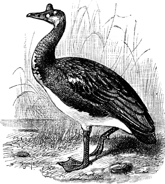 Spur Winged Goose | ClipArt ETC