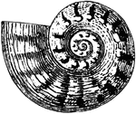 A spiral shaped sea shell.