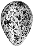 An egg with dark colored blotches and spots.