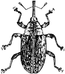 A kind of culio or weevil. Feeds mostly on plums.