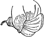 "Flower of the Pea (Pisum sativum), showing a papillionaceous corolla, with one petal superior, st, called the standard (vexillum), two inferior, car, called the keel (carina), and two lateral, a, called wings (alae). The calyx is marked c." &mdash; Encyclopedia Britanica, 1893