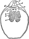 "Waldheimia flavescens. Interior of dorsal valve. c, c', cardial process; b', hinge-plate; s, dental sockets; l, loop; q, crura; a, a', adductor impressions; c, accessory divaricator; b, peduncle muscles; ss, septum." &mdash; Encyclopedia Britanica, 1893