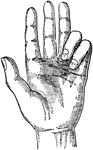 A human hand with more than the normal number of fingers.
