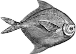 A fish with no spines in its anal and dorsal fins.