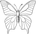 An outline of a butterfly labeling the different parts of the wings.
