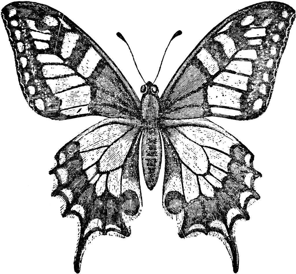Old World Swallowtail Butterfly | ClipArt ETC