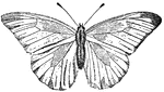 A genus of white butterflies, Pieris.
