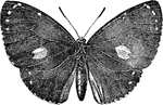 "The family Morphidae contains the largest and most splendid of the South American butterflies. Their wings, often 7 inches in expanse, are generally of a brilliant metallic blue, which, as the insect flies, flashes in the sunlight so as to be visible, it is said, a quarter of a mile off." &mdash; Encyclopedia Britanica, 1893